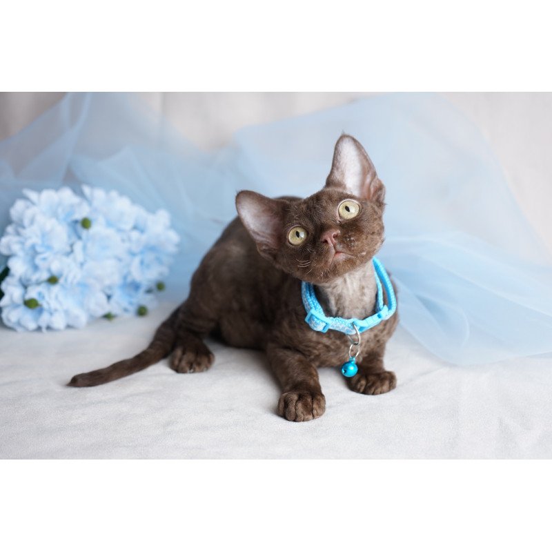 Devon Rex NOV Makar