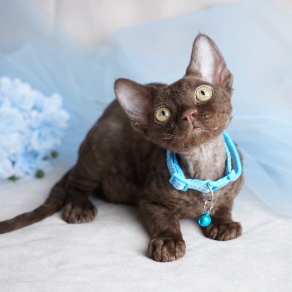 Devon Rex NOV Makar