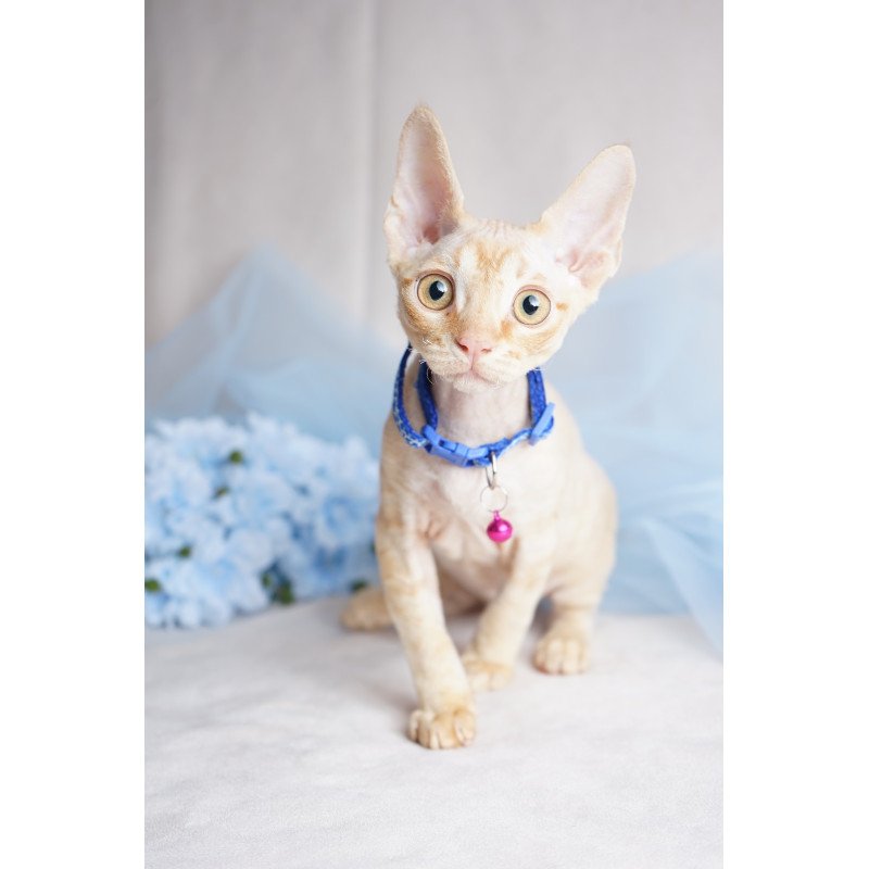 Devon Rex NOV Leo