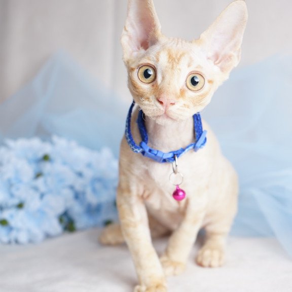 Devon Rex NOV Leo