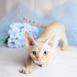 Devon Rex NOV Leo