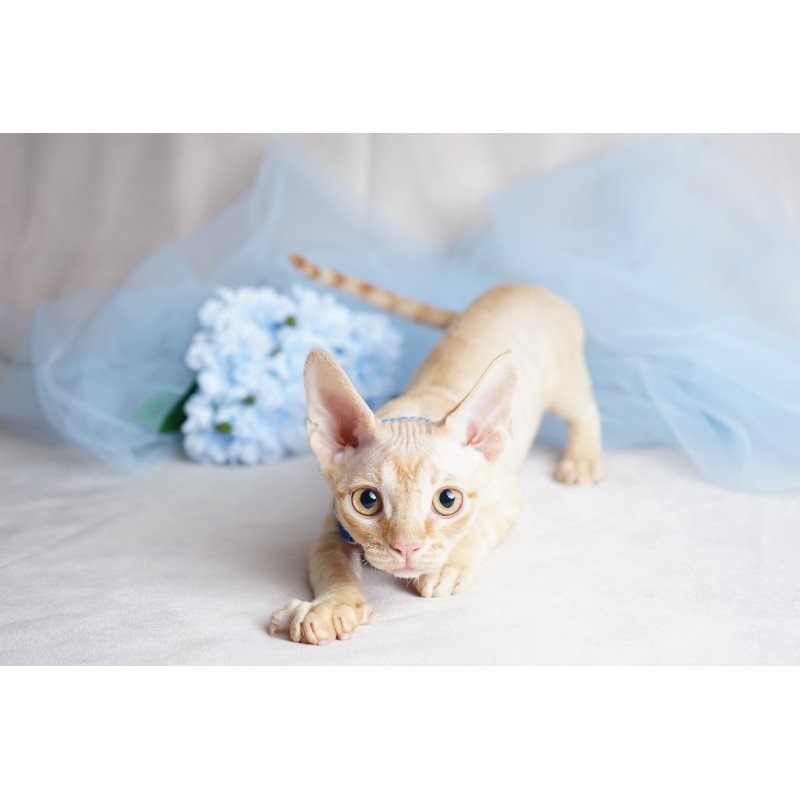 Devon Rex NOV Leo