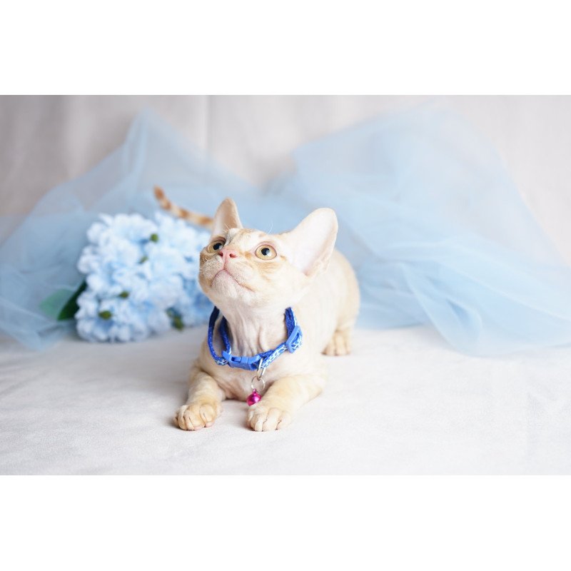 Devon Rex NOV Leo