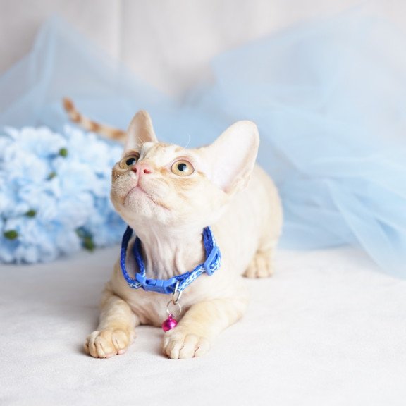 Devon Rex NOV Leo