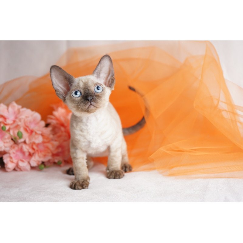 Devon Rex NOV Naila