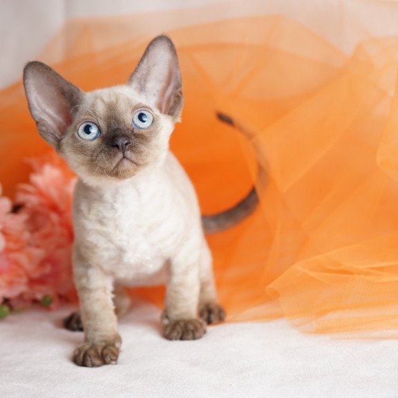 Devon Rex NOV Naila