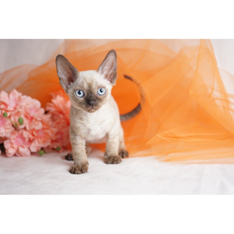 Devon Rex NOV Naila