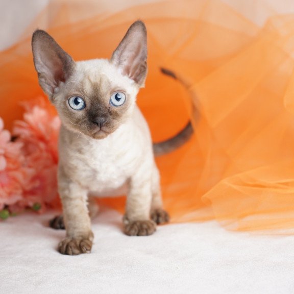Devon Rex NOV Naila