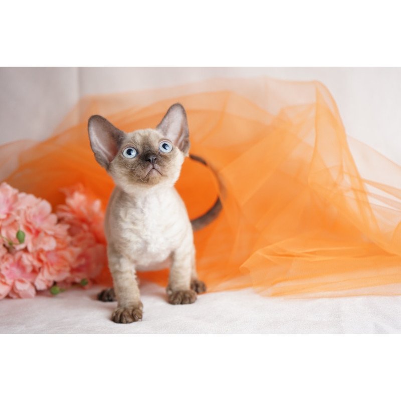 Devon Rex NOV Naila