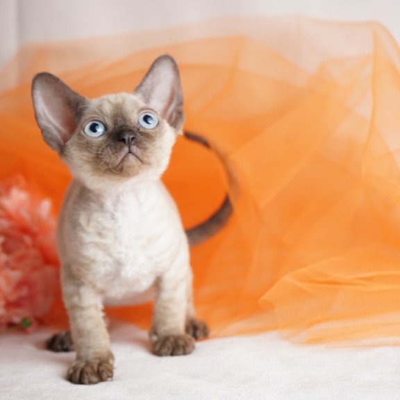 Devon Rex NOV Naila