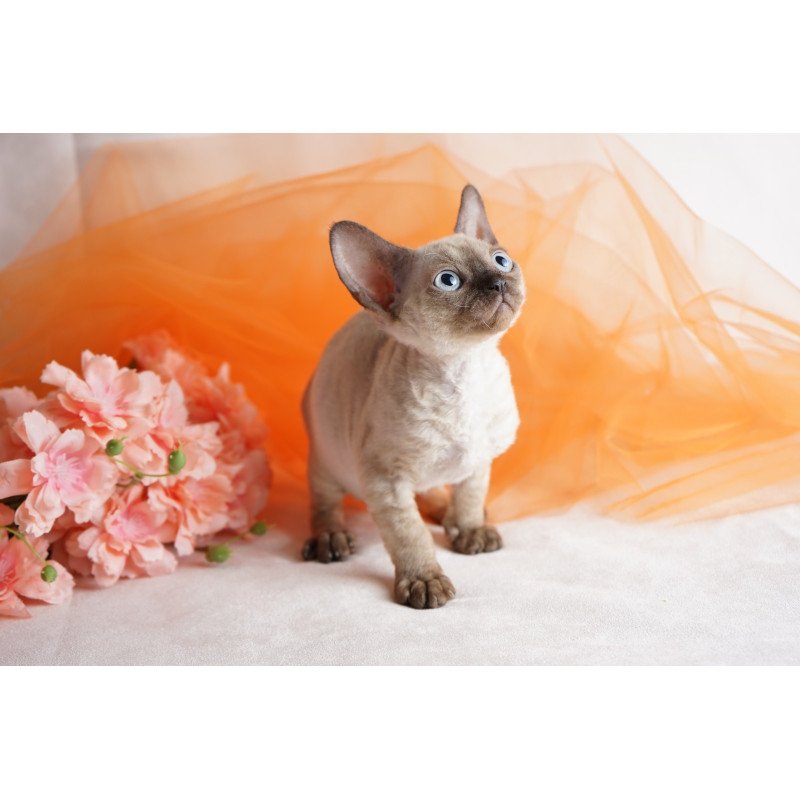 Devon Rex NOV Naila