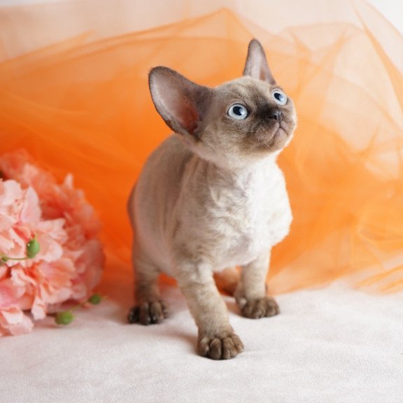 Devon Rex NOV Naila