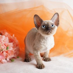 Devon Rex NOV Naila