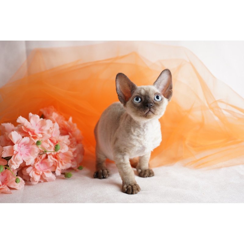 Devon Rex NOV Naila