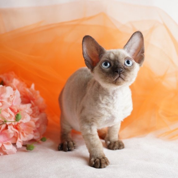 Devon Rex NOV Naila