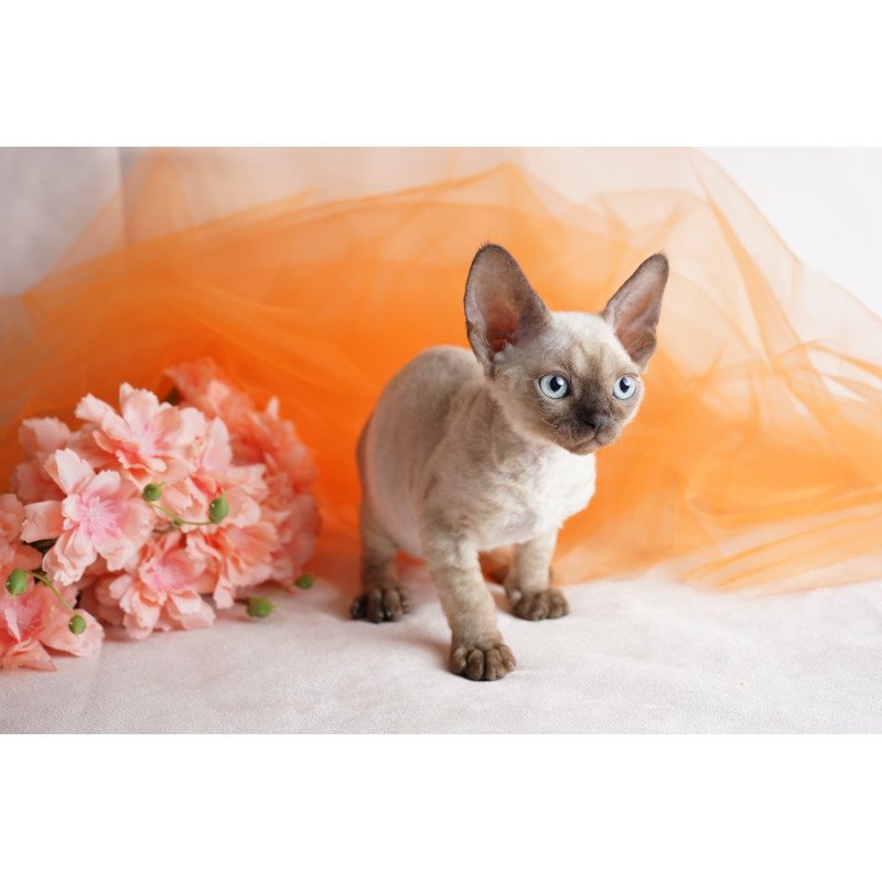 Devon Rex NOV Naila