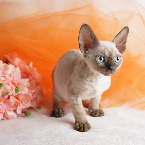 Devon Rex NOV Naila