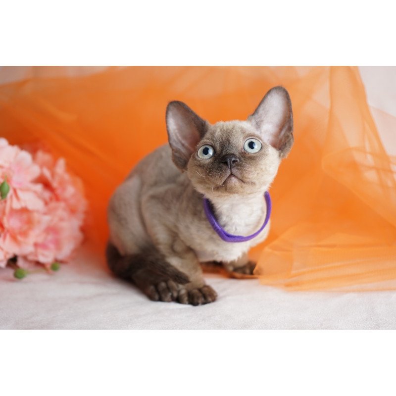 Devon Rex NOV Nona