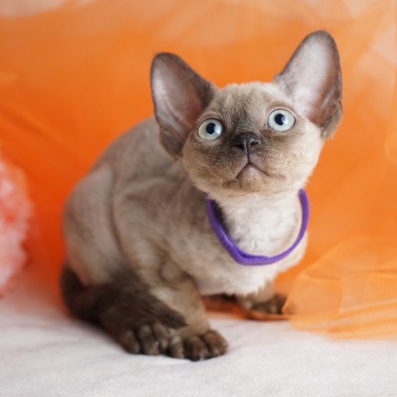 Devon Rex NOV Nona