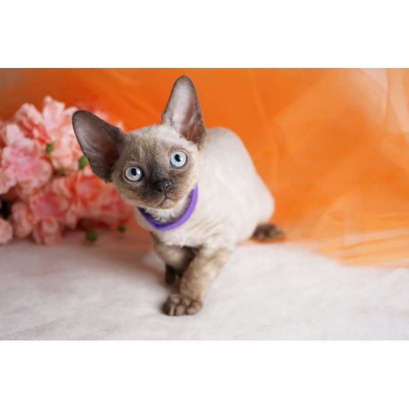 Devon Rex NOV Nona