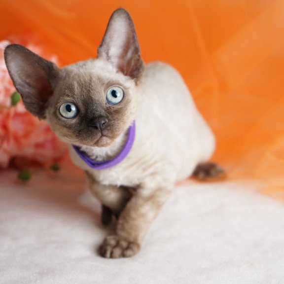 Devon Rex NOV Nona
