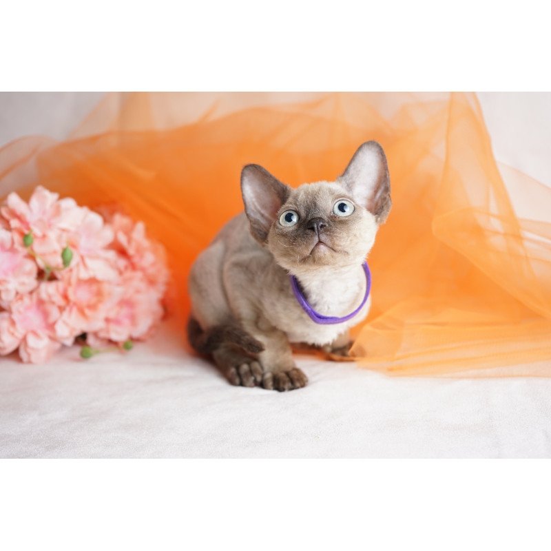 Devon Rex NOV Nona