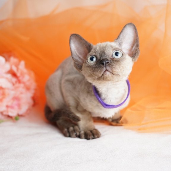 Devon Rex NOV Nona