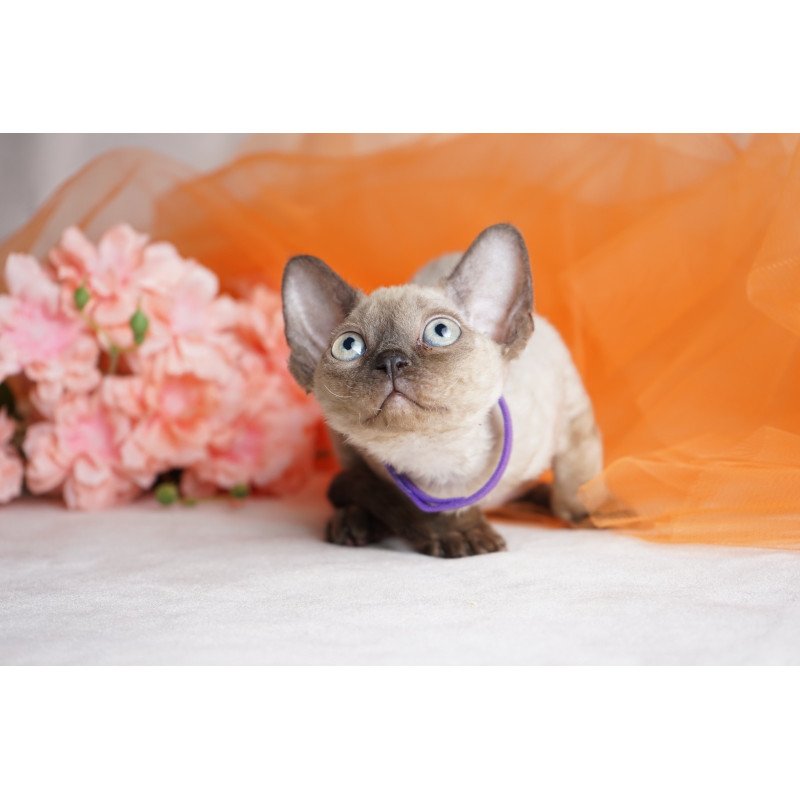 Devon Rex NOV Nona