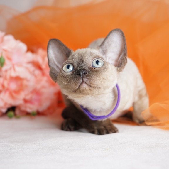 Devon Rex NOV Nona