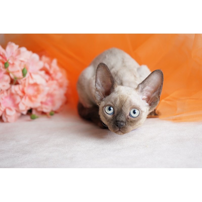 Devon Rex NOV Nona
