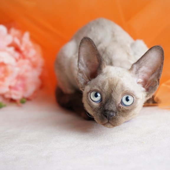 Devon Rex NOV Nona