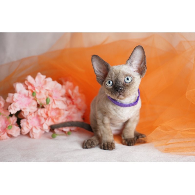 Devon Rex NOV Nona