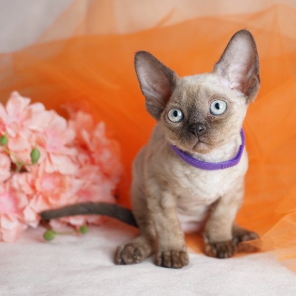 Devon Rex NOV Nona