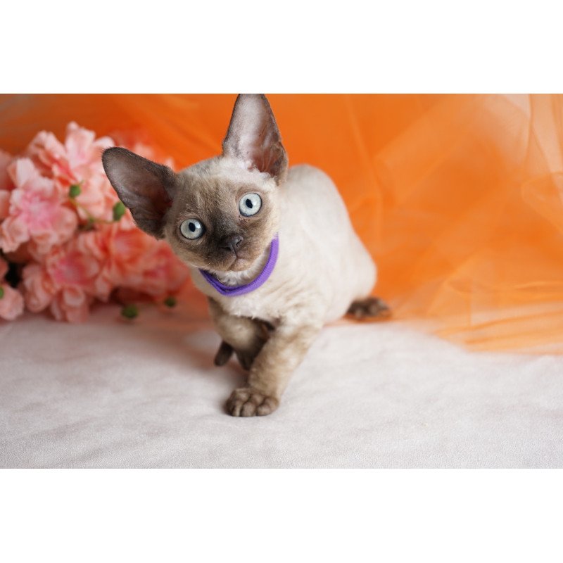 Devon Rex NOV Nona