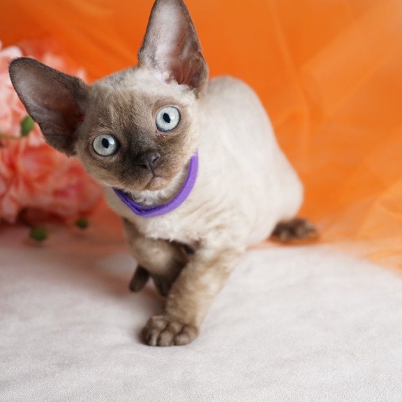 Devon Rex NOV Nona