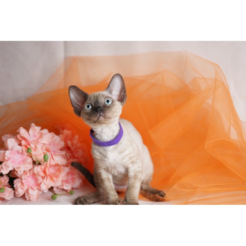 Devon Rex NOV Nona