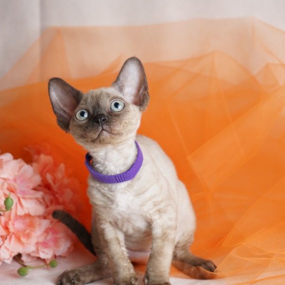 Devon Rex NOV Nona