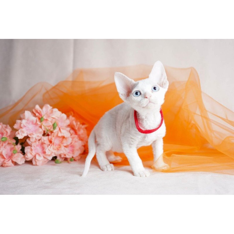 Devon Rex NOV Naitiri