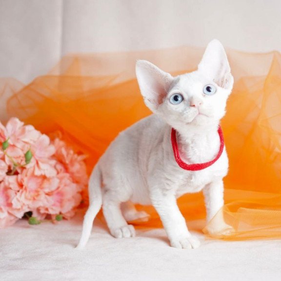 Devon Rex NOV Naitiri