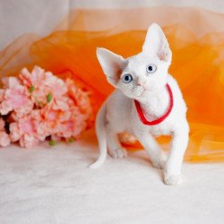 Devon Rex NOV Naitiri