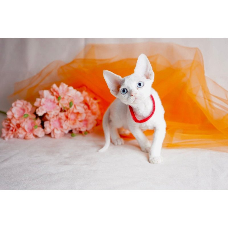 Devon Rex NOV Naitiri