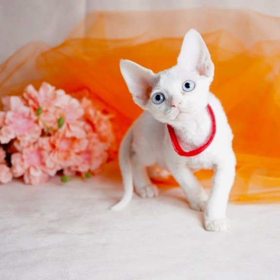 Devon Rex NOV Naitiri