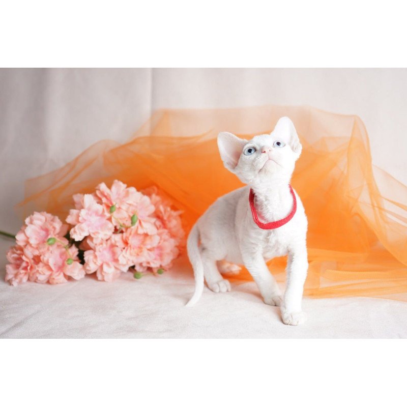 Devon Rex NOV Naitiri