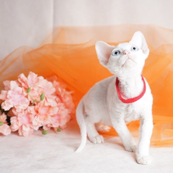 Devon Rex NOV Naitiri