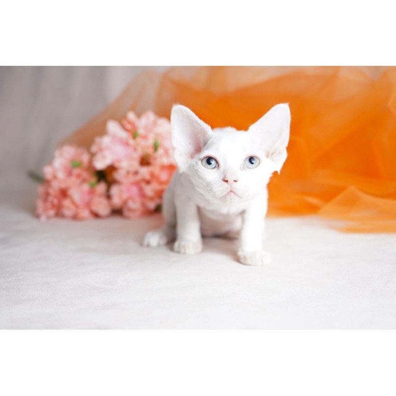 Devon Rex NOV Nika