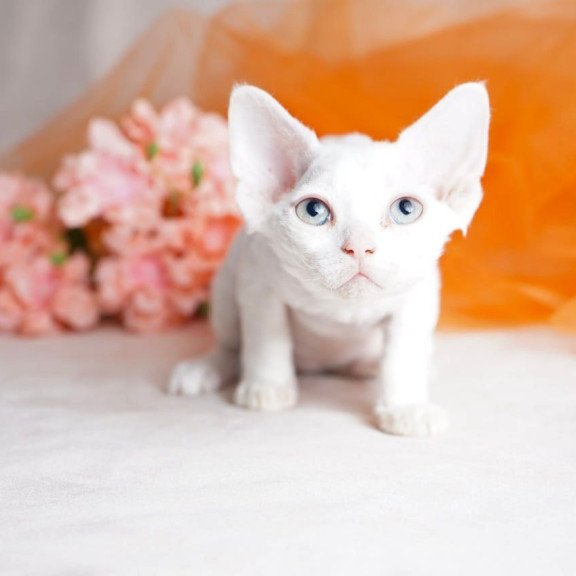Devon Rex NOV Nika