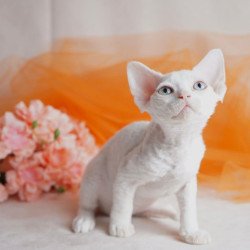 Devon Rex NOV Nika