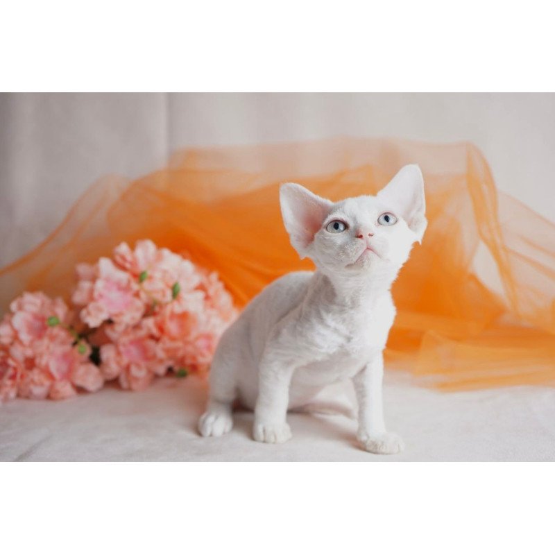 Devon Rex NOV Nika