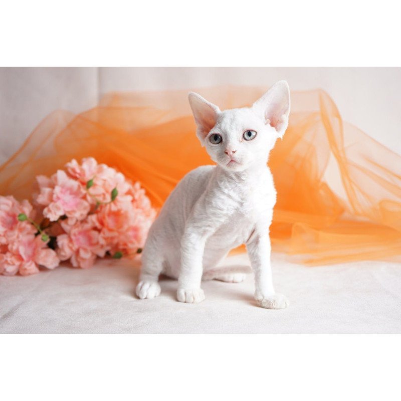 Devon Rex NOV Nika