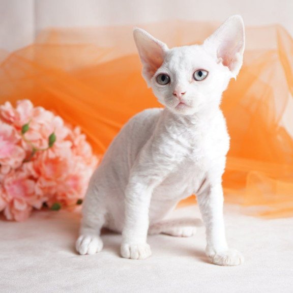 Devon Rex NOV Nika